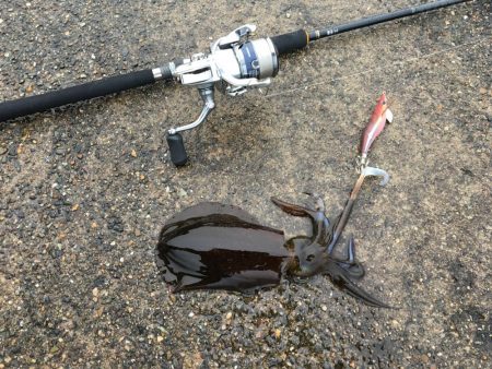 エギングとウキ釣り